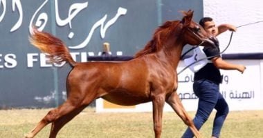 غدًا.. إجراء القرعة العلنية لبطولة أدب الخيل استعدادًا لانطلاق مهرجان الشرقية
