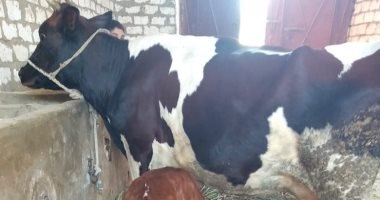 الطب البيطري بأسيوط يتصدر الجمهورية بالتلقيح الاصطناعي