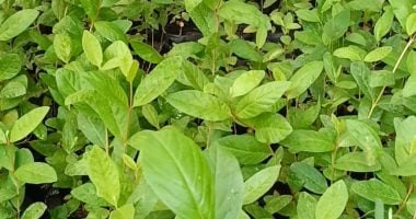 الجوافة الماليزي.. فاكهة بلب وردي وطعم مميز تجذب الأنظار.. فيديو