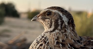 ضوابط صيد الطيور البرية موسم 2026-2027.. أبرزها حظر الصيد بالمحميات الطبيعية